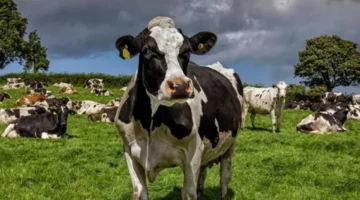 تفشي فيروس اللسان الأزرق في أيرلندا الشمالية يعزز أهمية الإجراءات الوقائية للحد من انتشاره 1